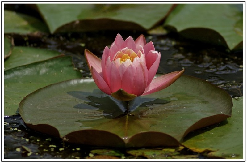 수 련과 이름 모르는 꽃