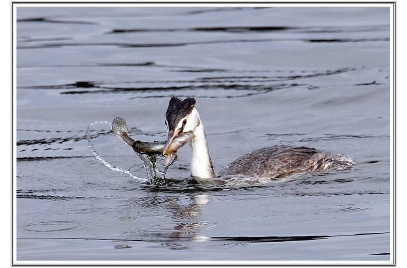 뿔 논병아리산냥성공