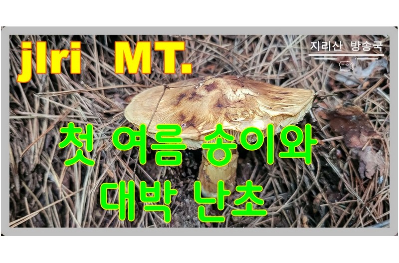 여름 송이 나오기 시작했습니다.,