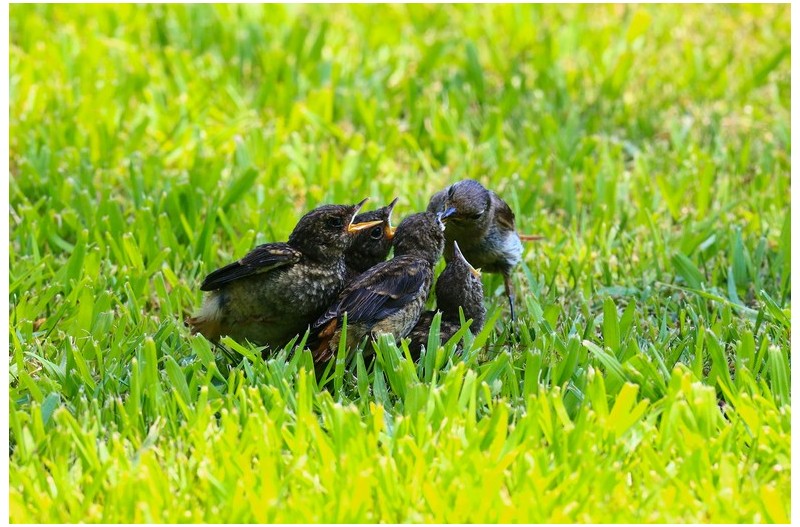 딱새 가족 잔디에``