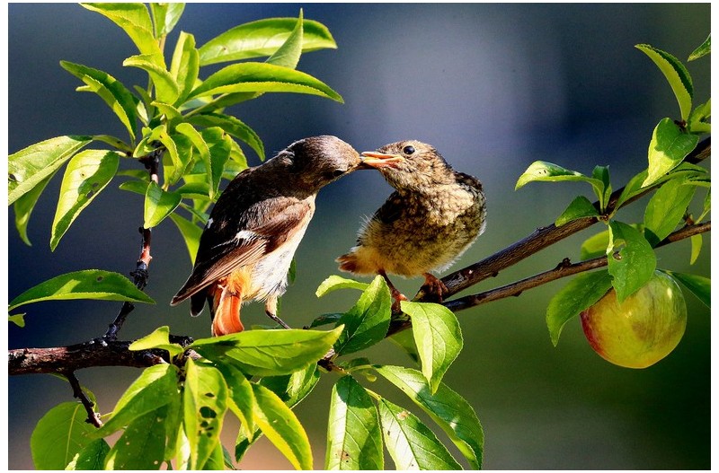 딱새 자두나무에`
