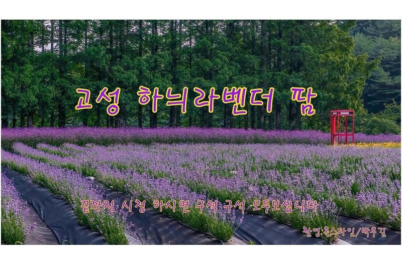 고성하늬라벤더 팜