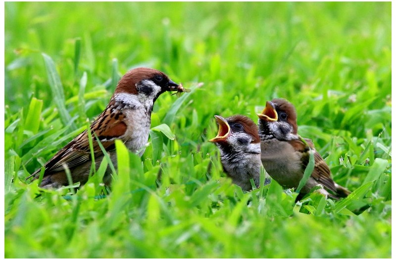참새가족 잔디에`