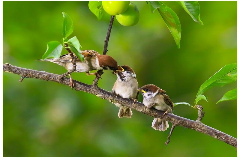 참새 이소하여 살구나무 놀이터.