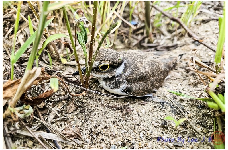 꼬마물떼새 유조