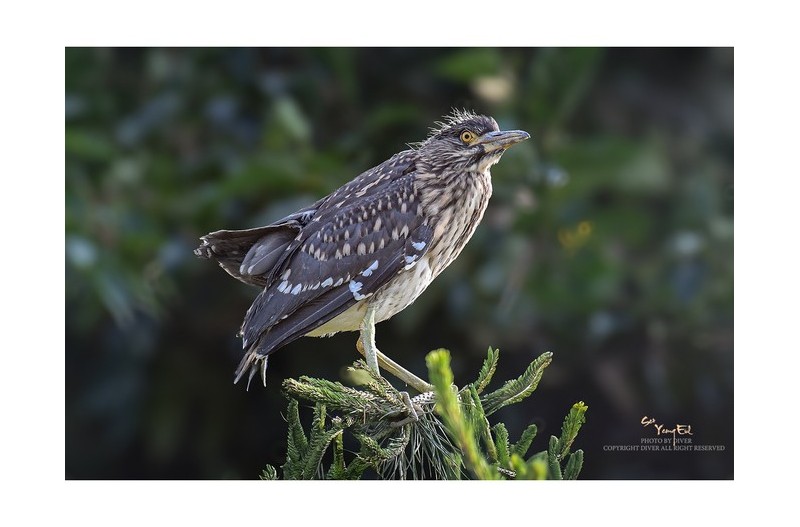 처음 찍어본 황로와 해오라기