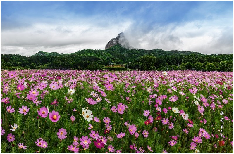 마이산 코스모스.매밀