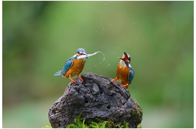 물총새 놀이터``