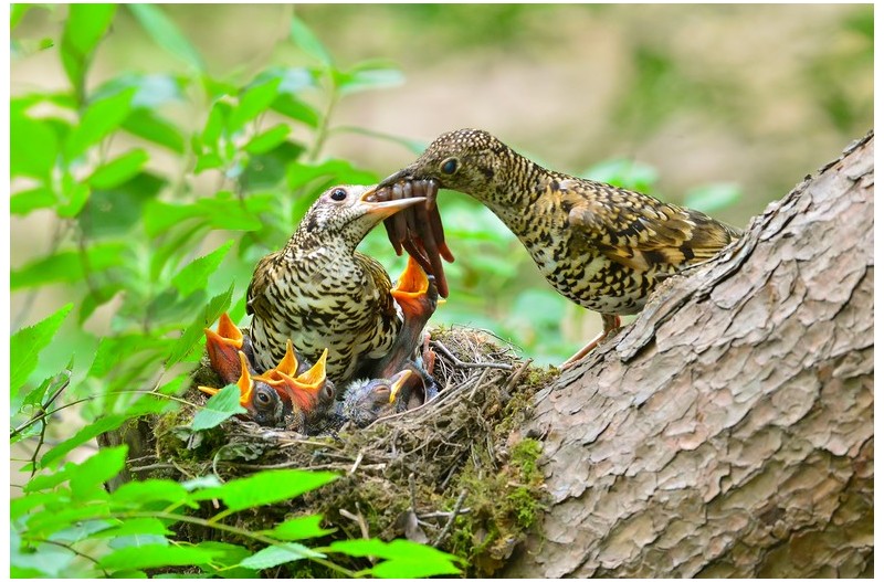 호랑직박기 둥지`