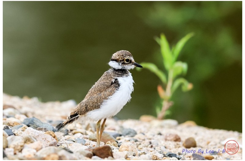 꼬마물떼새 유조