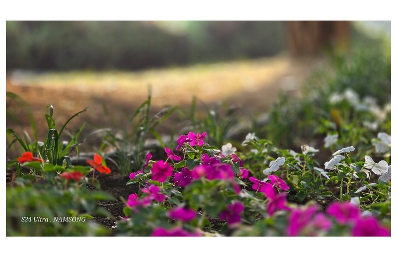 들꽃 길을 걸으면서 ------