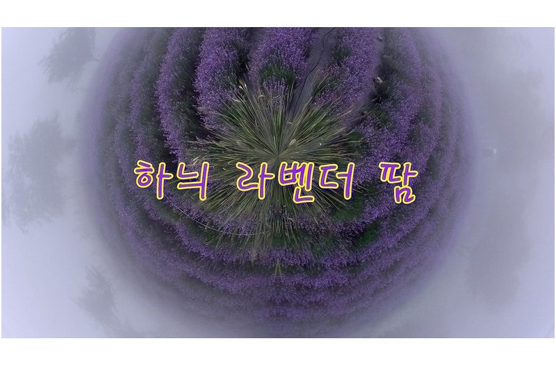 고성 하늬라벤더 팜