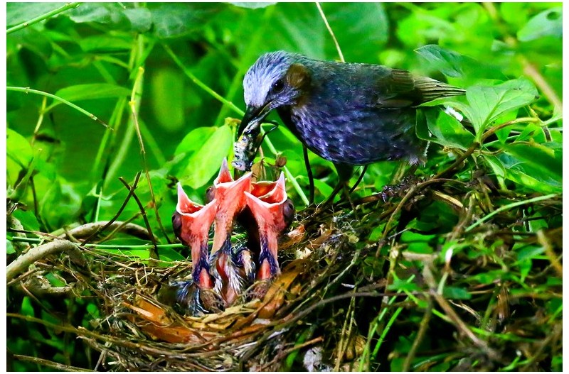 직박구니 육추`