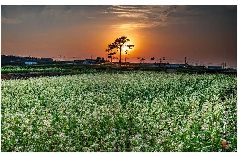포항호미곶매밀꽃
