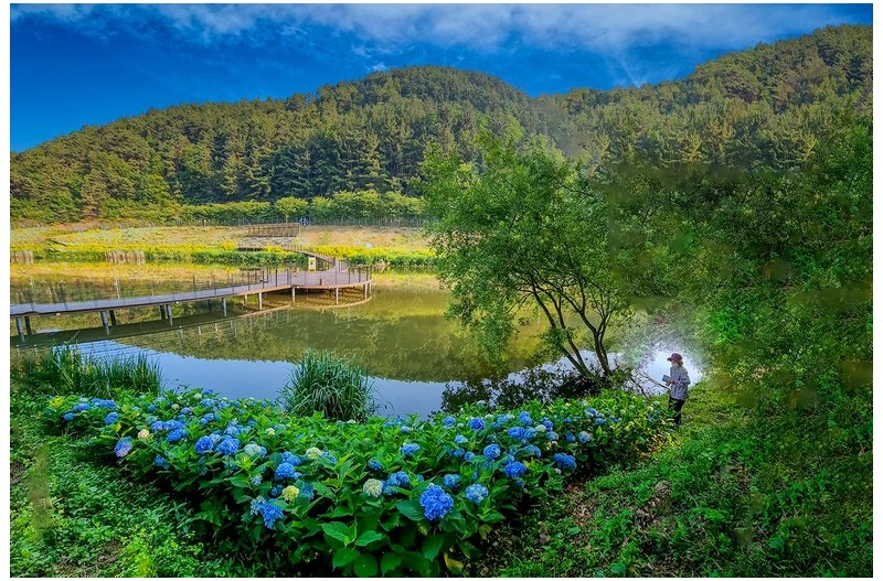 수국이 피는 연못