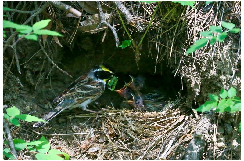 노랑턱 맷새 둥지`