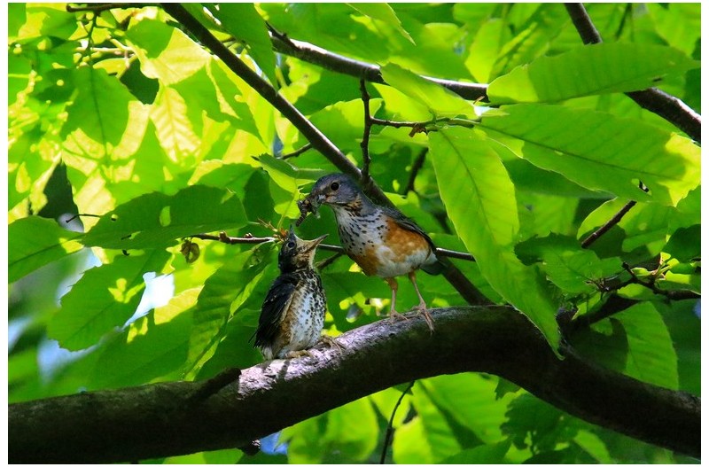 되직박기 이소`