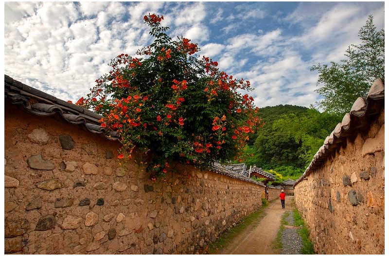 능소화 피는 마을