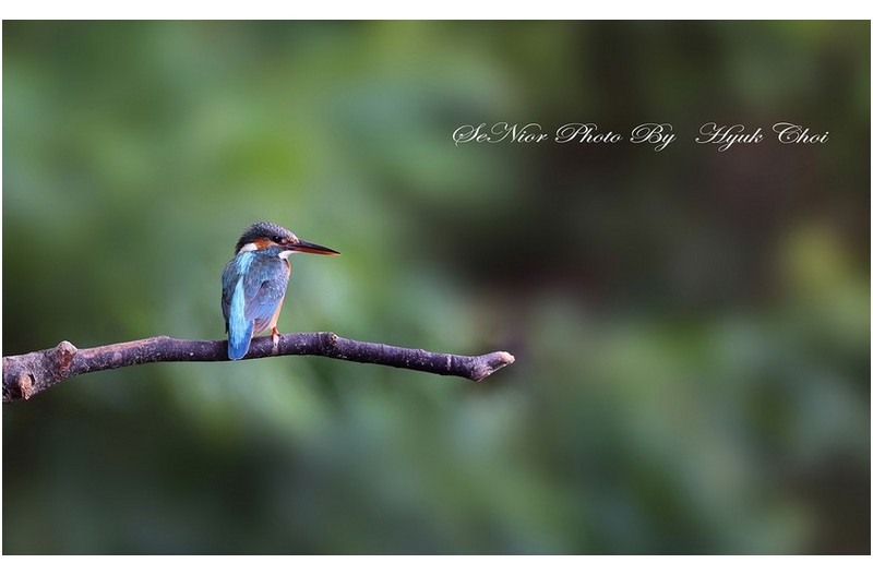 물총새   ㅡㅡㅡㅡㅡㅡㅡㅡㅡㅡㅡㅡ