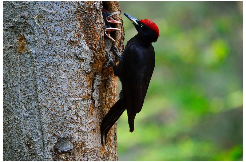 까막딱다구리 둥지`