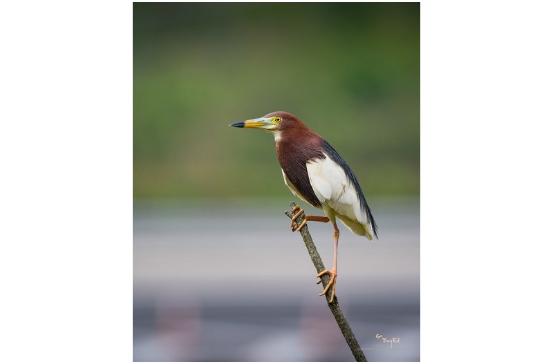 흰날개 해오라기