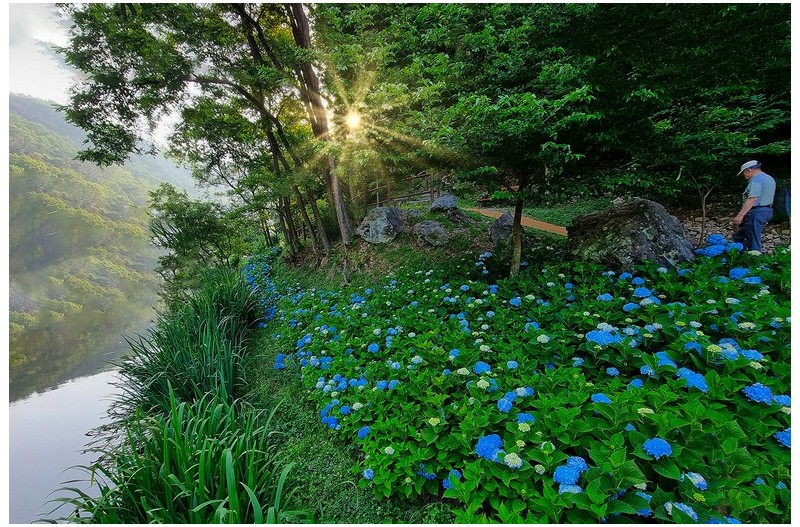 수국 피는 연못