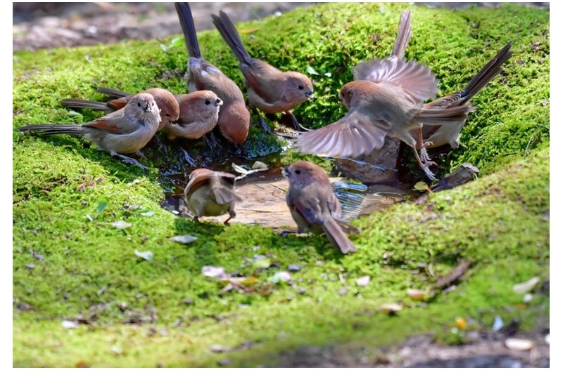 붉은머리 오목누이 놀이터`