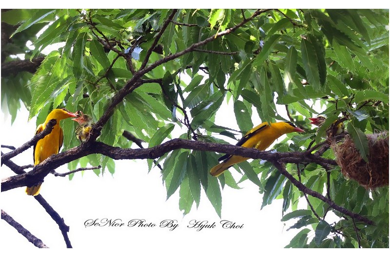 못찾겠다 꾀꼬리   ㅡㅡㅡㅡㅡㅡㅡㅡㅡㅡ