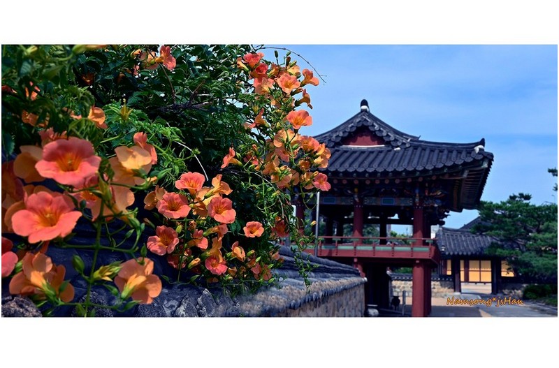 왕릉의 능소화 ----