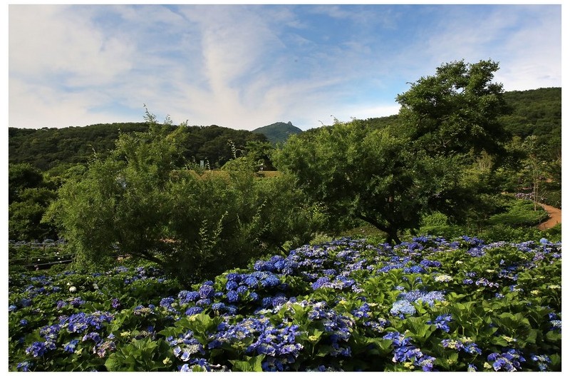 수국 을 찾아서~~!!