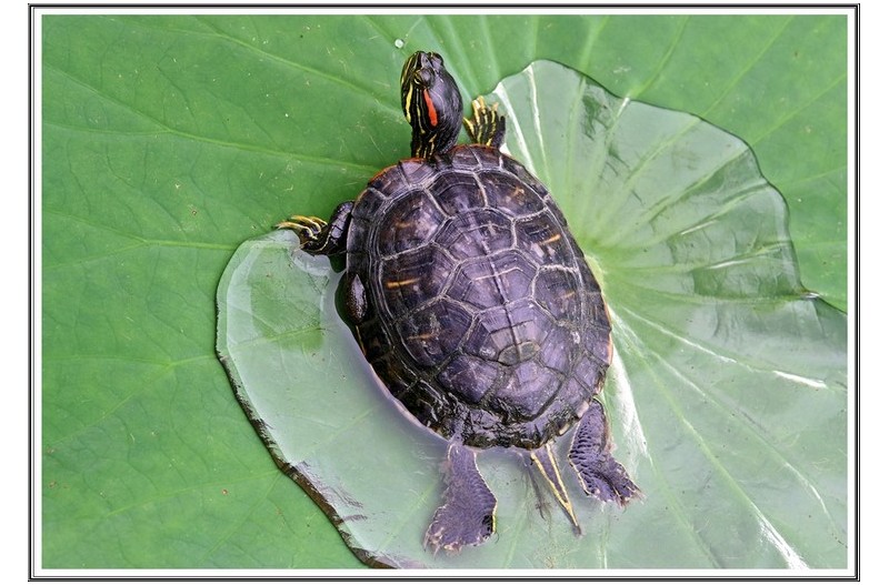 거북이 (남생이 )