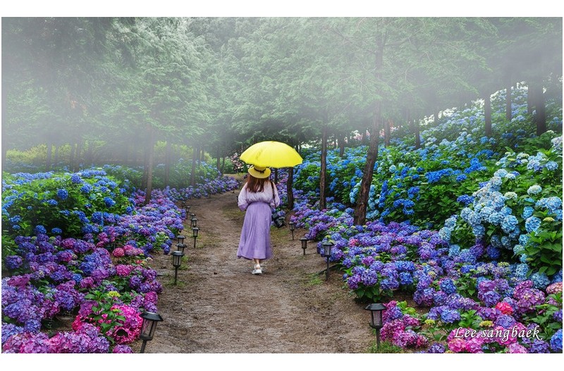 윤재림 수국아침