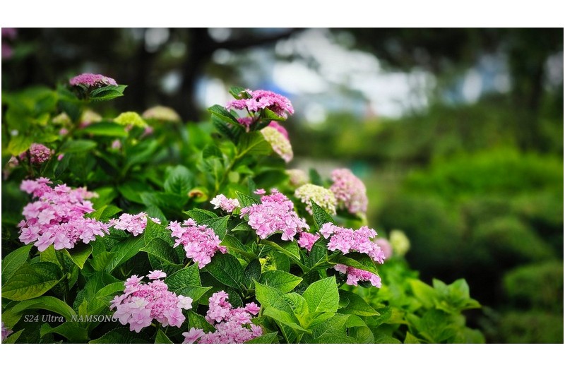 수국의 향연 ----