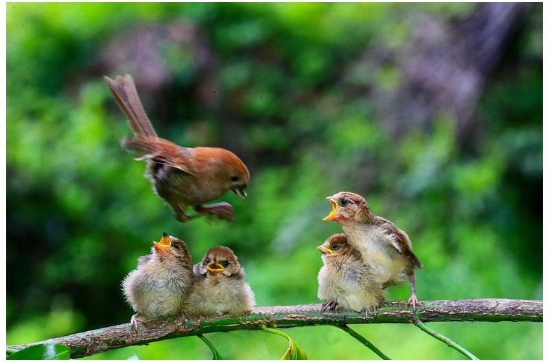 붉은머리 오목누이 이소`