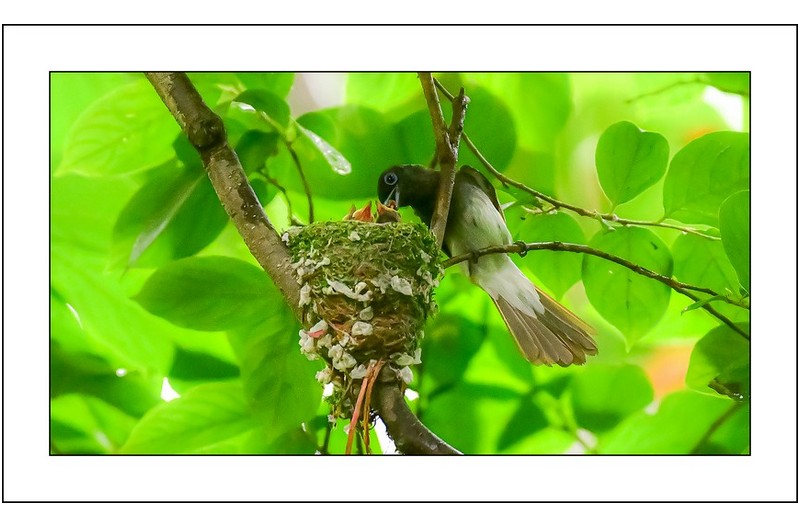 삼광조암컷의  모정..