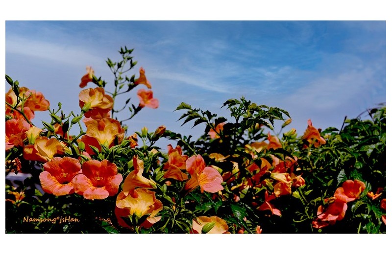 능소화의 계절에 ----