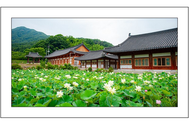 백련이 필때면...