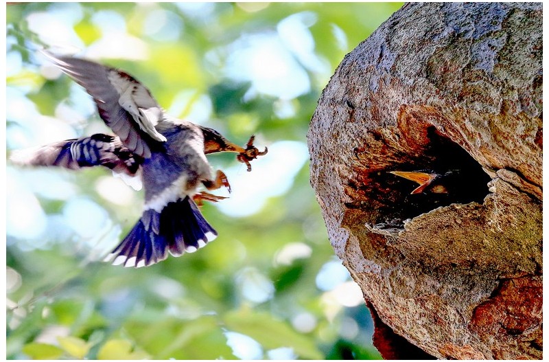 찌러르기 육추`
