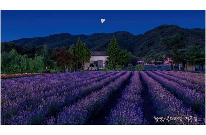 간성 라벤다 절정