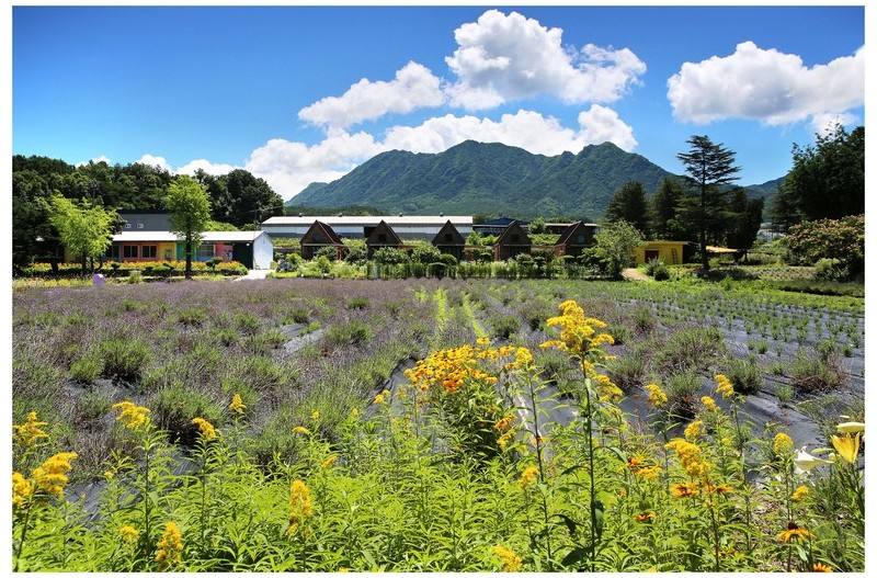 라벤더 향기로~~