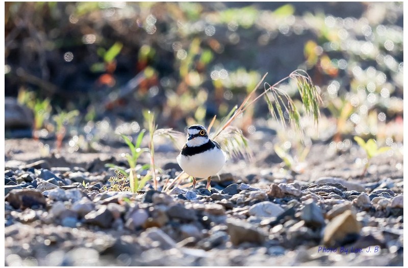 보케를 배경으로 한 꼬마물떼새