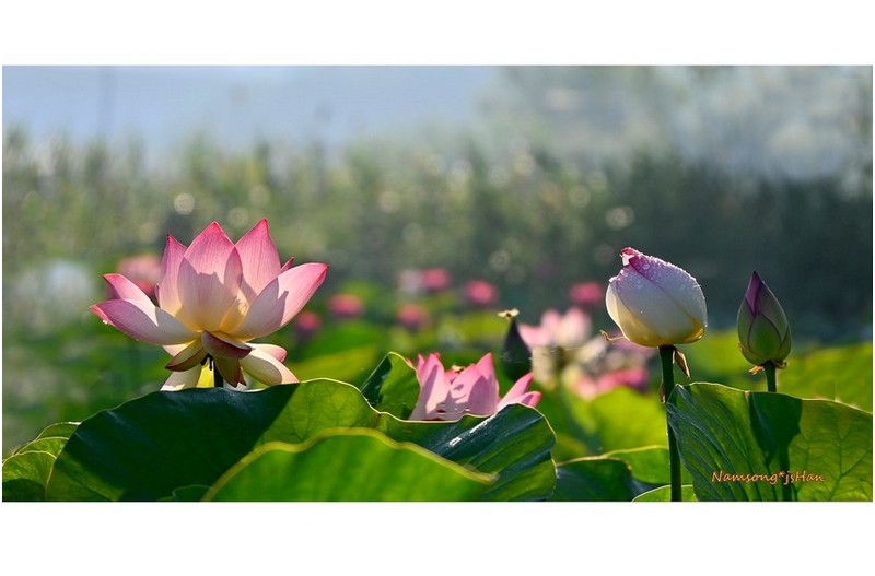 연꽃들의 하모니 ---