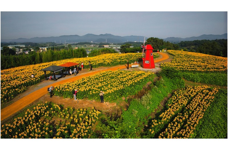 강주리 해바라기