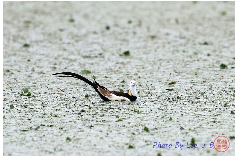 동판저수지 물꿩