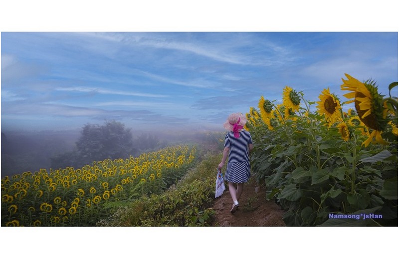 해바리기 꽃밭의 추억 ----