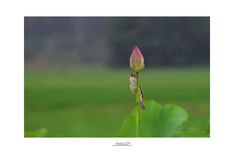 장마철 주남저수지...