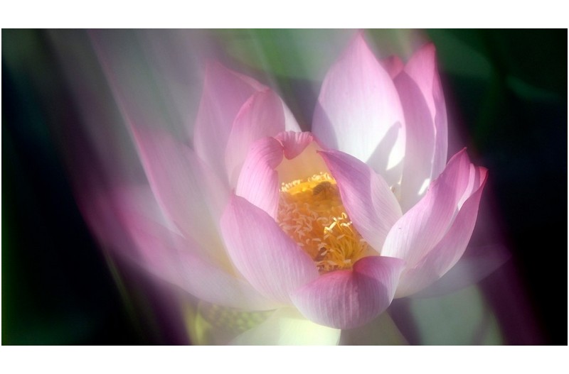 연의 아름다움 ------