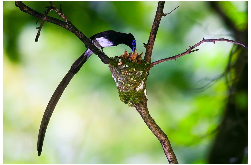 긴꼬리 삼광조 육추`