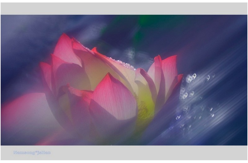 꿈속의 아름다운 연  ---