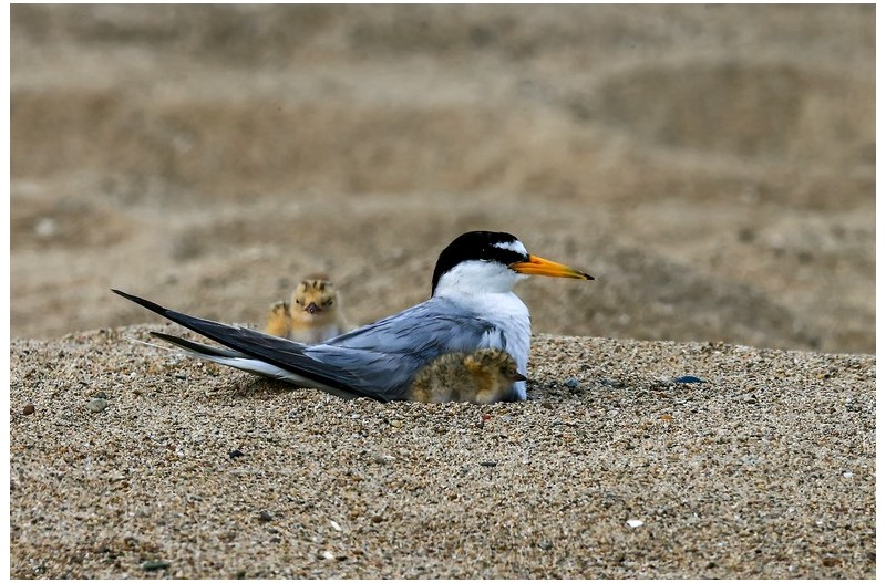 쇠제비 갈매기 육추`